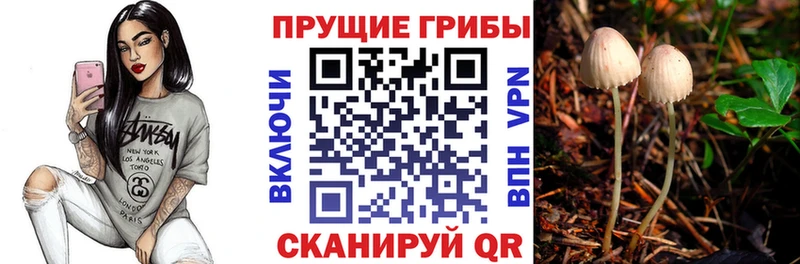 Купить  Сарапул  Галлюциногенные грибы Psilocybine cubensis 
